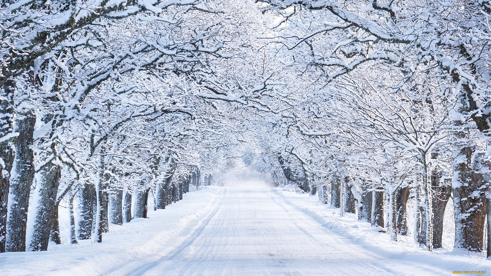 Фотообои зимние деревья